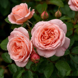 Rose Tea DBB 24317