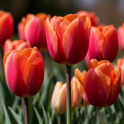 Tulip DFB 12779