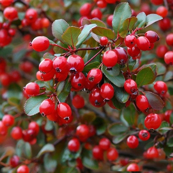 Barberry DFB 10101