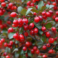 Barberry DFB 10101
