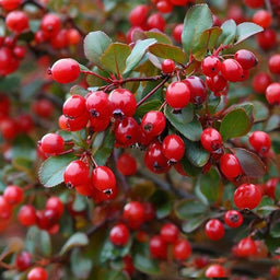 Barberry DFB 10101