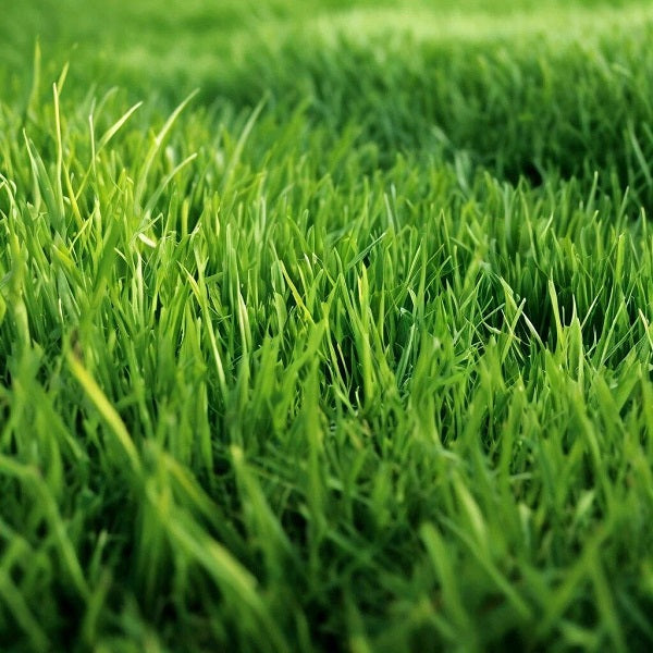 Fresh Cut Grass DBB 11372