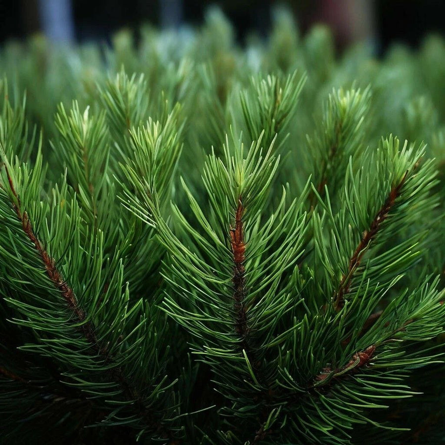 Coniferous Eucalyptus DBB 13301