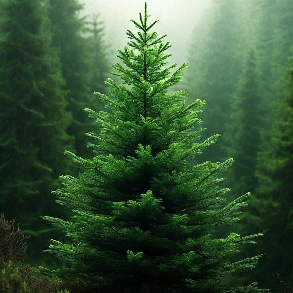 Green Fir DFB 13387