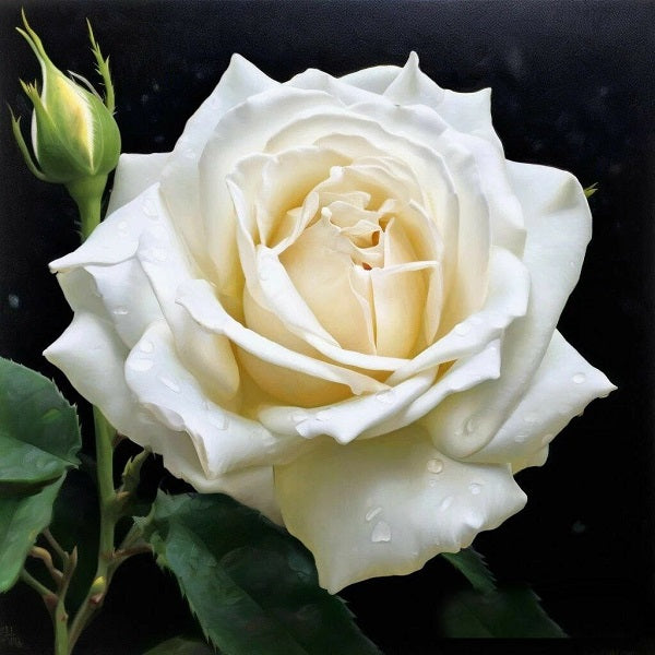 Rose White DBB 14228