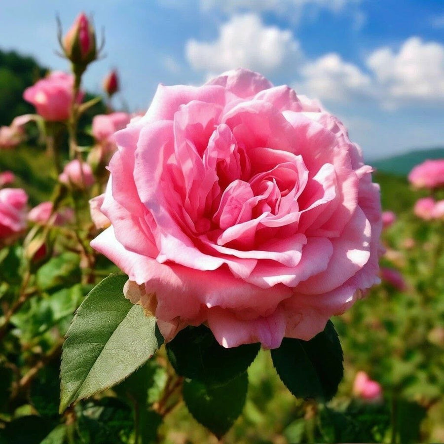 Rose Bulgarian DBB 15101