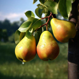 Pear DBB 17119