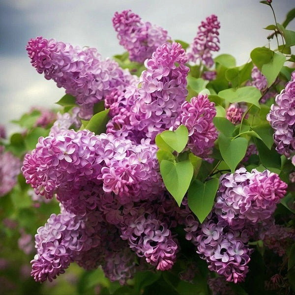 Lilac French DFB 17794