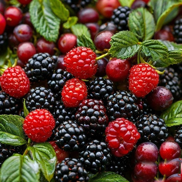 Berries Wild MMH 21511