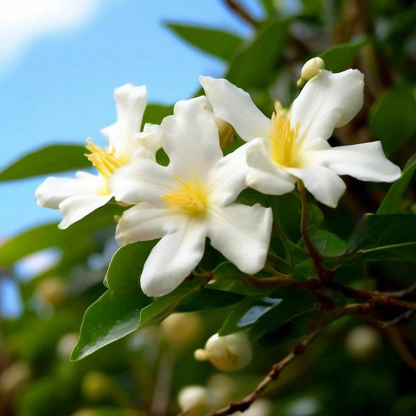 Jasmine Tropical DFB 22200