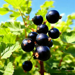 Black Currant DFB 24537