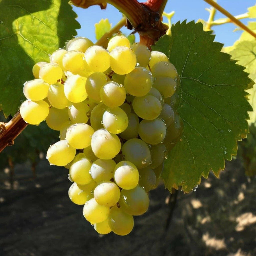 Grape / Muscatel DFB 45103