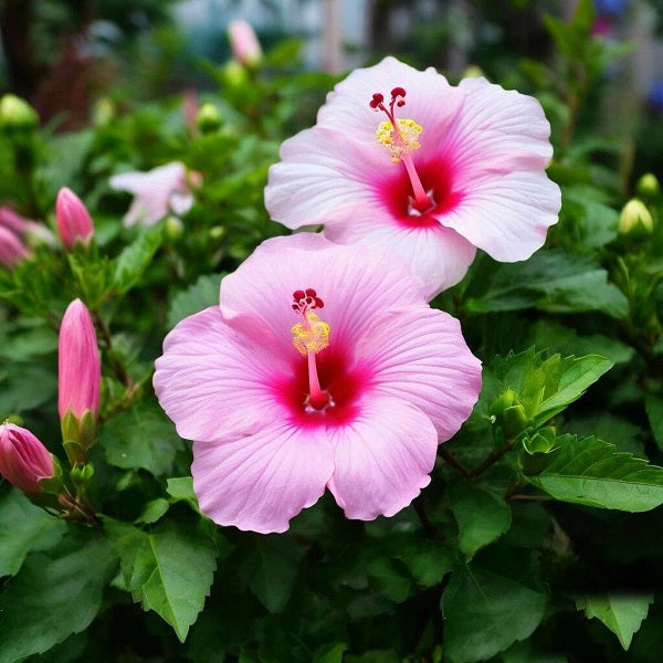 Hibiscus DFB 52136