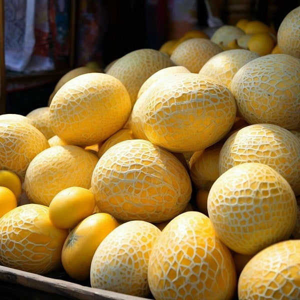 Melon Honey DFB 58551