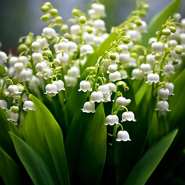 Lily of the Valley May DBB 60105