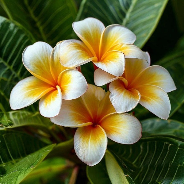 Frangipani ARDF 63893