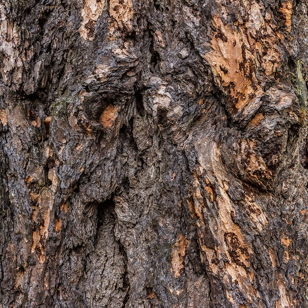 East Woody DBB 73425