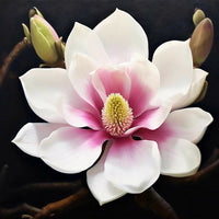 Magnolia DFB 77162