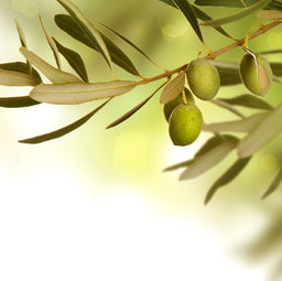 Albero Di Oliva ARDF 86651