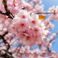 Sakura DBB 88010