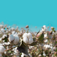 Cotton DBB 94004