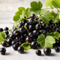 Black Currant DBB 24537