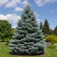 Blue Spruce CS DBB 32736