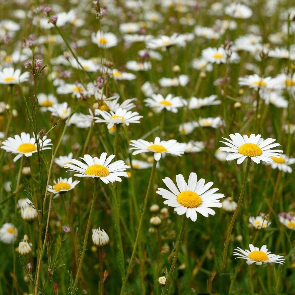 Chamomile Meadow DBB 83110