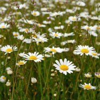 Chamomile Meadow DBB 83110