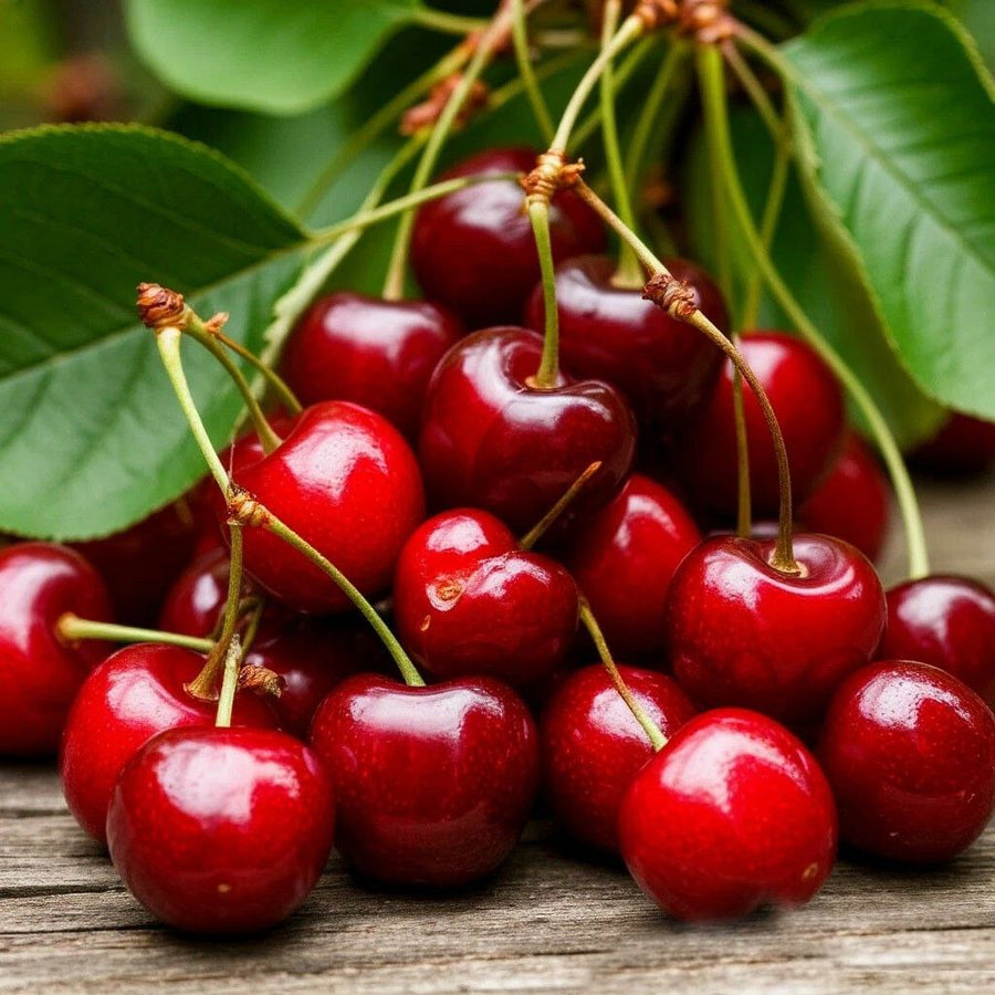 Cherry Ripe DBB 79911