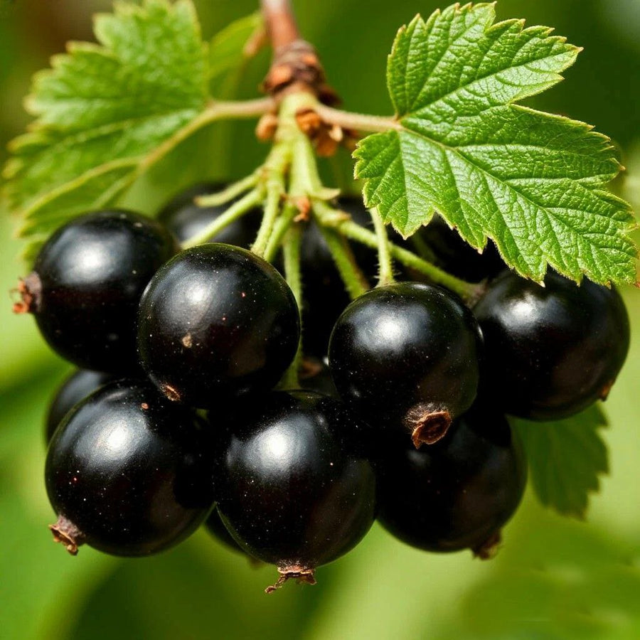 Currant Extra DFB 13062