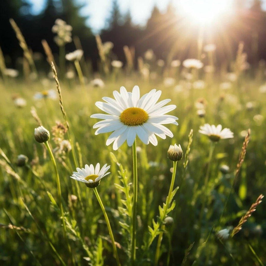 Daisy Blooming DBB 85930