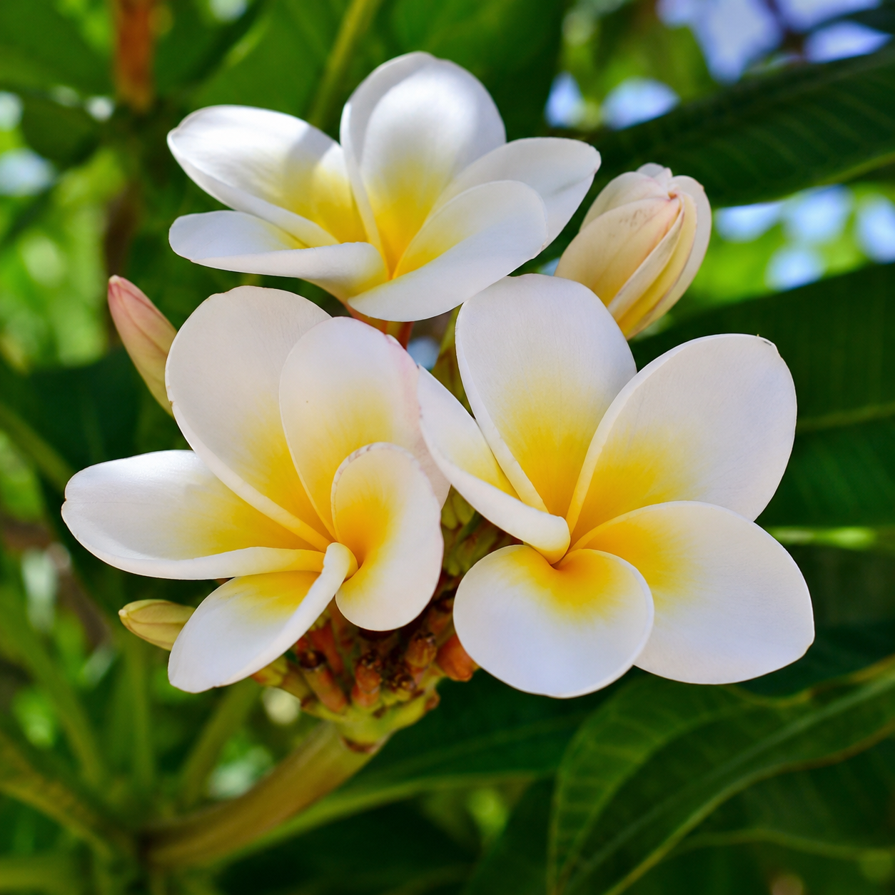 Frangipani DBB 63893