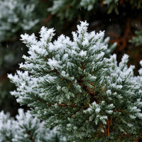 Frosted Juniper DBB 18492