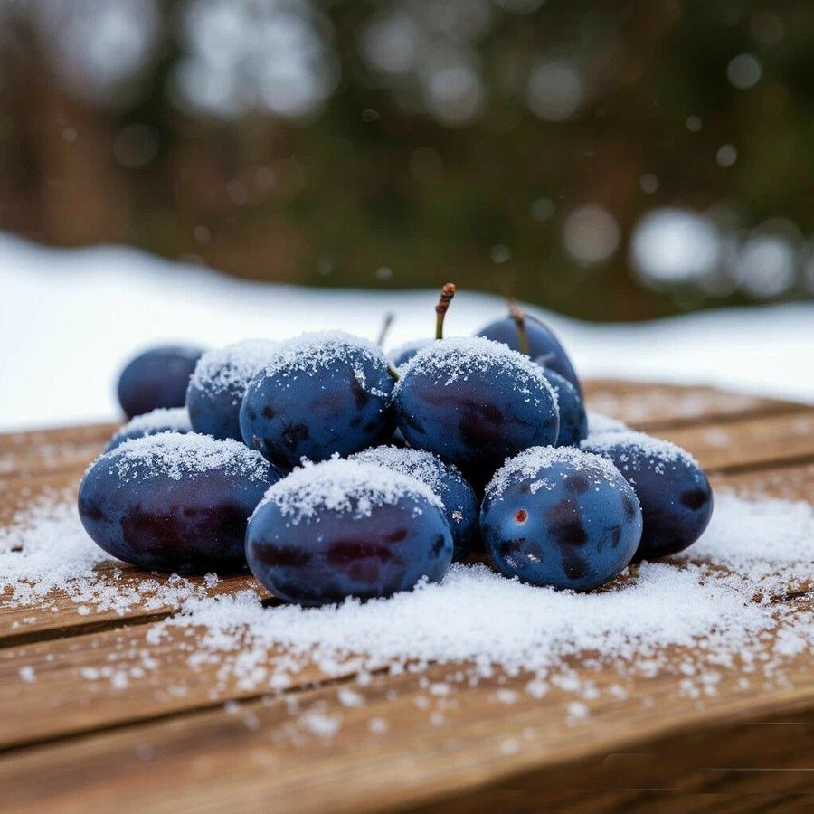 Frosted Sugar Plum DBB 43626