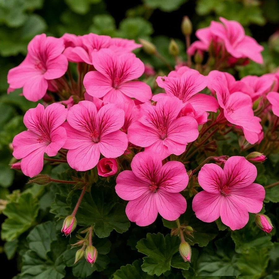 Geranium DBB 40201