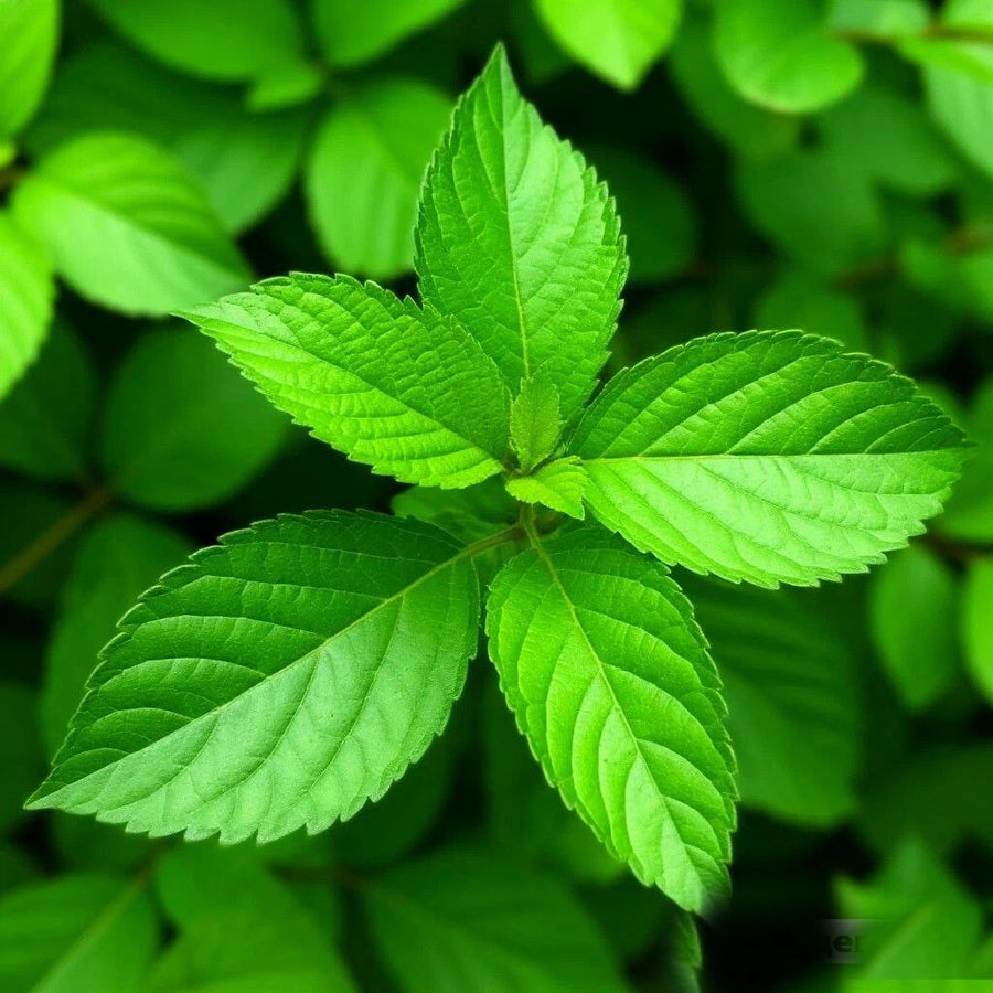 Green Leaf DFB 19838