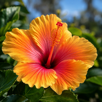 Hawaiian Flowers DBB 81122