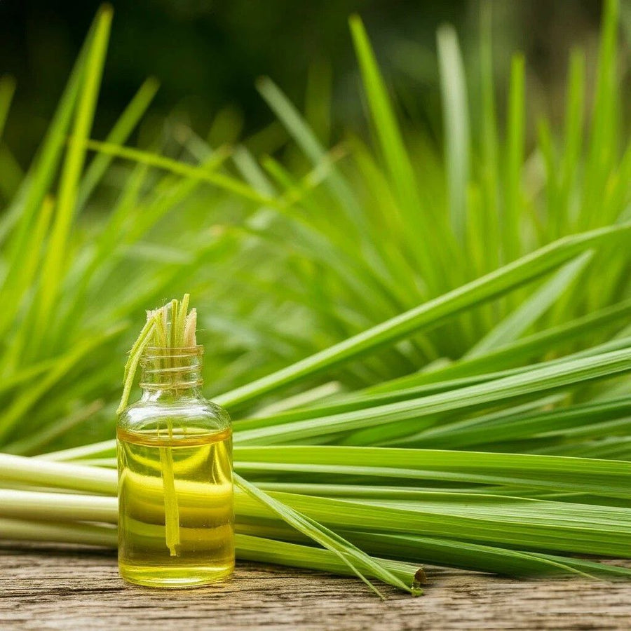 Lemongrass DBB 18487