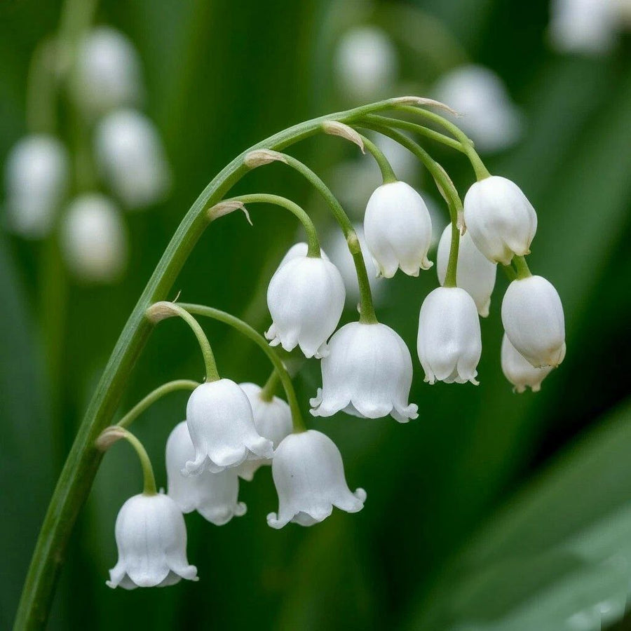 Lily of the Valley Silver DFB 18428