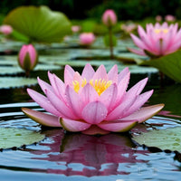 Lotus Spark DFS 11233