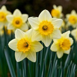 Narcissus DFB 98458