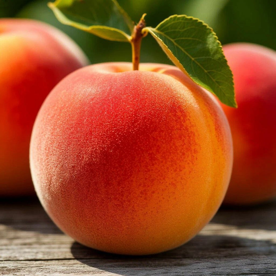 Peach Fuzz DBB 28382