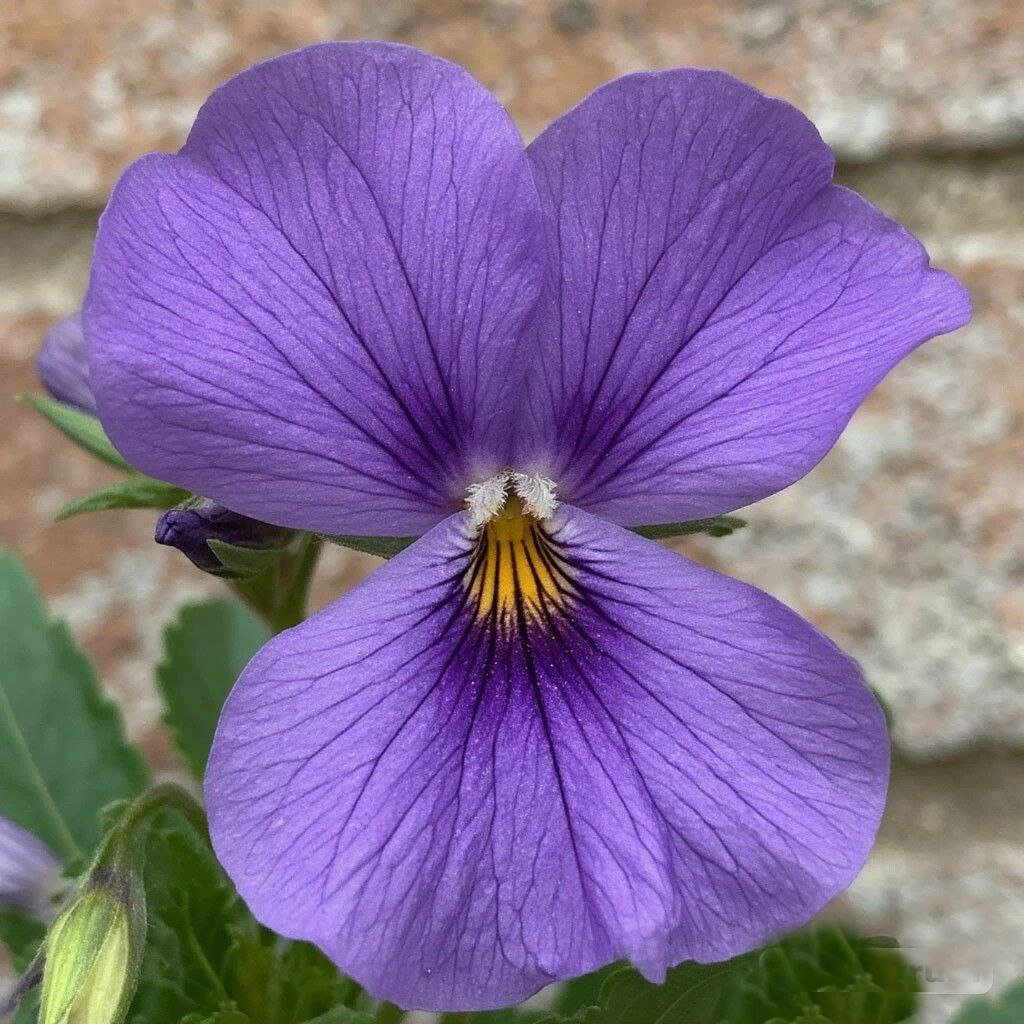 Violet Parma DBB 13600