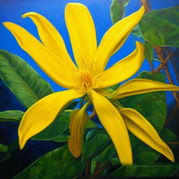 Ylang Ylang DBB 24345
